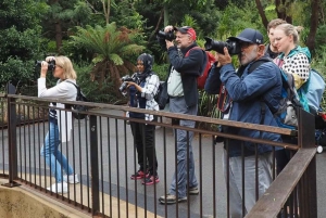 Melbourne City Surrounding Sightseeing Tour