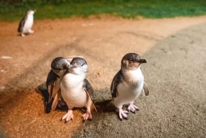 Melbourne: Stadtführung & Phillip Island Penguin Parade - Combo