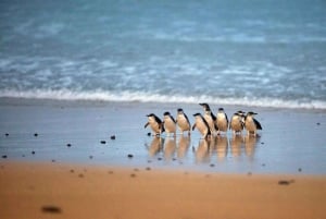 Melbourne: Coastal View & Phillip Isand Penguin Parade Tour