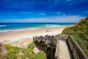 Melbourne: Coastal View & Phillip Isand Penguin Parade Tour