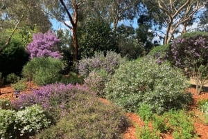 Melbourne Recorrido Explorador Eléctrico por los Jardines de Cranbourne