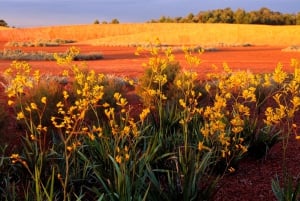 Melbourne Recorrido Explorador Eléctrico por los Jardines de Cranbourne