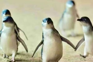 Melbourne Penguin Parade Yarra Valley Wine Food Koala Tour
