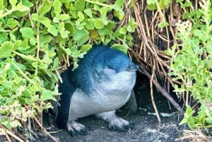 Melbourne Penguin Parade Yarra Valley Wine Food Koala Tour