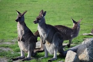 Melbourne Penguin Parade Yarra Valley Wine Food Koala Tour