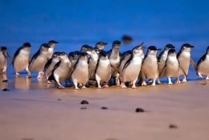 Melbourne Penguin Parade Yarra Valley Wine Food Koala Tour