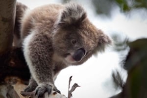 O essencial de Melbourne: cidade, pinguins e Great Ocean Road