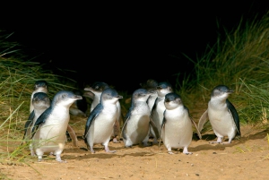 Melbourne: French and Phillip Island Wildlife Expedition