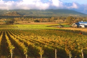 Melbourne: Całodniowa wycieczka po koniach, winie i piwie