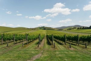 Full-Day Yarra Valley Wine Experience with Lunch