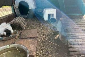 Geelong, Great Ocean Road e 12 Apóstolos (mandarim/cantonês)