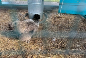 Geelong, Great Ocean Road e 12 Apóstolos (mandarim/cantonês)