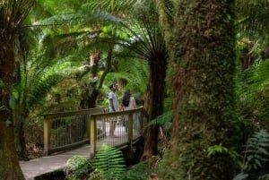 Melbourne : Great Ocean Road, 12 Apostles & Rainforest Tour