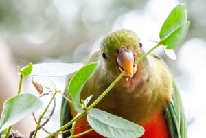 Melbourne : Great Ocean Road, 12 Apostles & Rainforest Tour