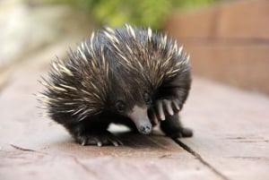 Melbourne : Great Ocean Road, 12 Apostles & Rainforest Tour