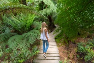 Melbourne : Great Ocean Road, 12 Apostles & Rainforest Tour