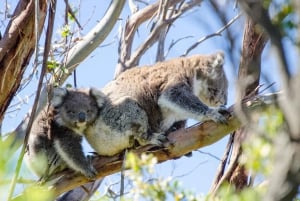 Melbourne : Great Ocean Road, 12 Apostles & Rainforest Tour