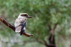 Melbourne : Great Ocean Road, 12 Apostles & Rainforest Tour