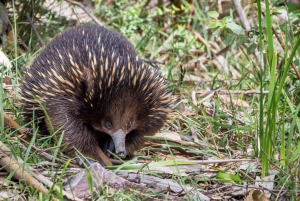 From Melbourne: Great Ocean Road and Otway Overnight Tour