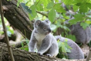 Melbourne: Great Ocean Road Day Tour with Bilingual Driver