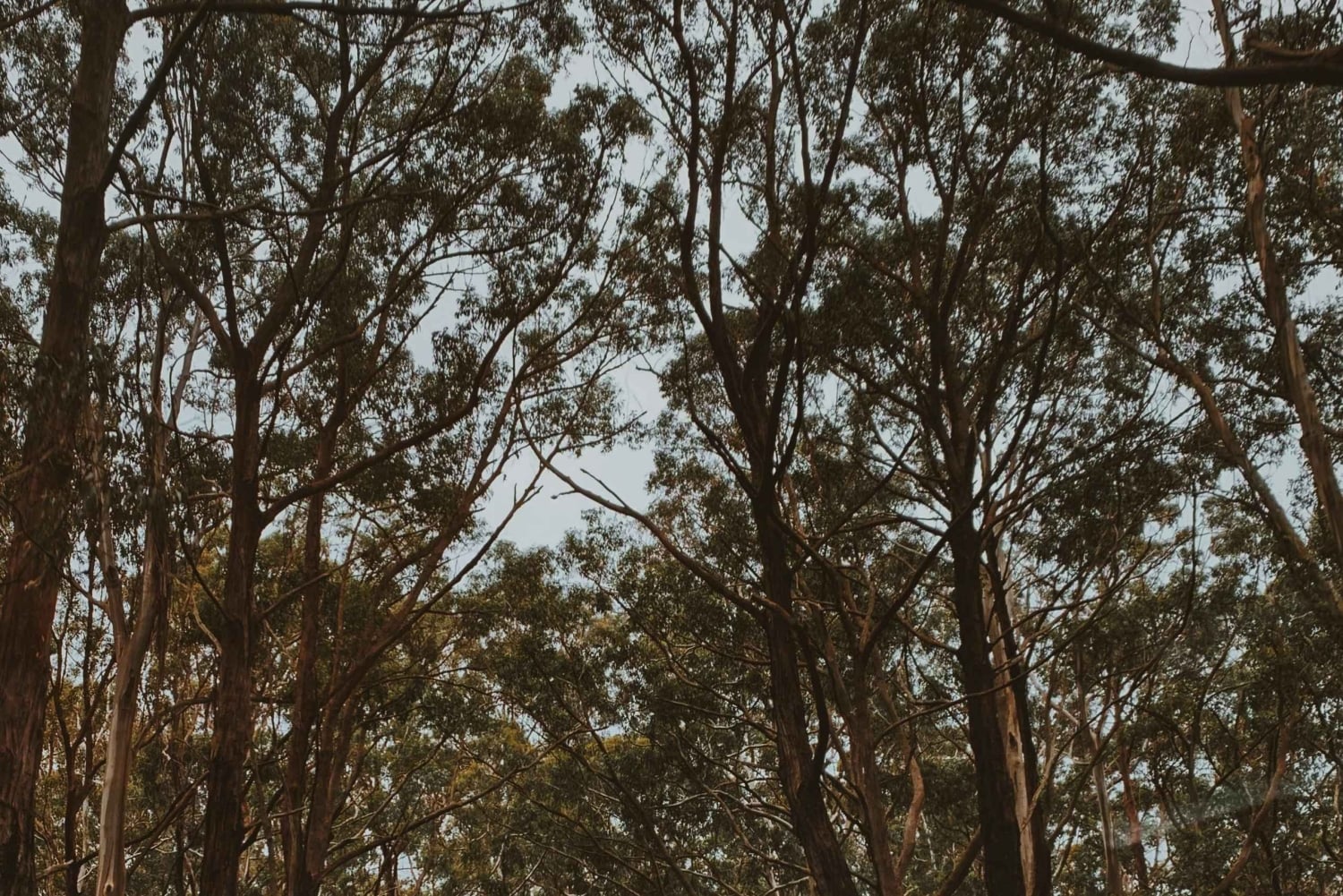 Мельбурн: тур по Великой океанской дороге на лимузине с трансфером из отеля