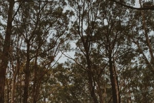 Мельбурн: тур по Великой океанской дороге на лимузине с трансфером из отеля