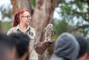Melbourne: Great Ocean Road, Penguin Parade & gratis stadsrondleiding