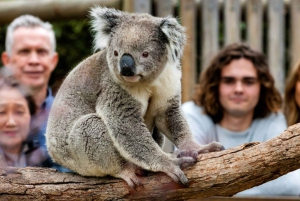 Melbourne: Great Ocean Road, Penguin Parade & gratis stadsrondleiding