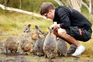 Melbourne: Great Ocean Road, Penguin Parade & gratis stadsrondleiding