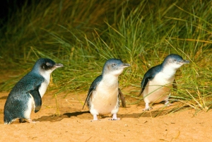 Melbourne: Great Ocean Road, Penguin Parade & gratis stadsrondleiding