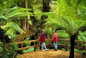 Melbourne: Great Ocean Road, Pinguinparade & kostenlose Stadtführung