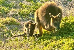 Melbourne Great Ocean Road Benz i lille gruppe eller luksusbus