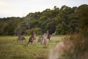 Great Ocean Road 12 Apostles and Wildlife Tour