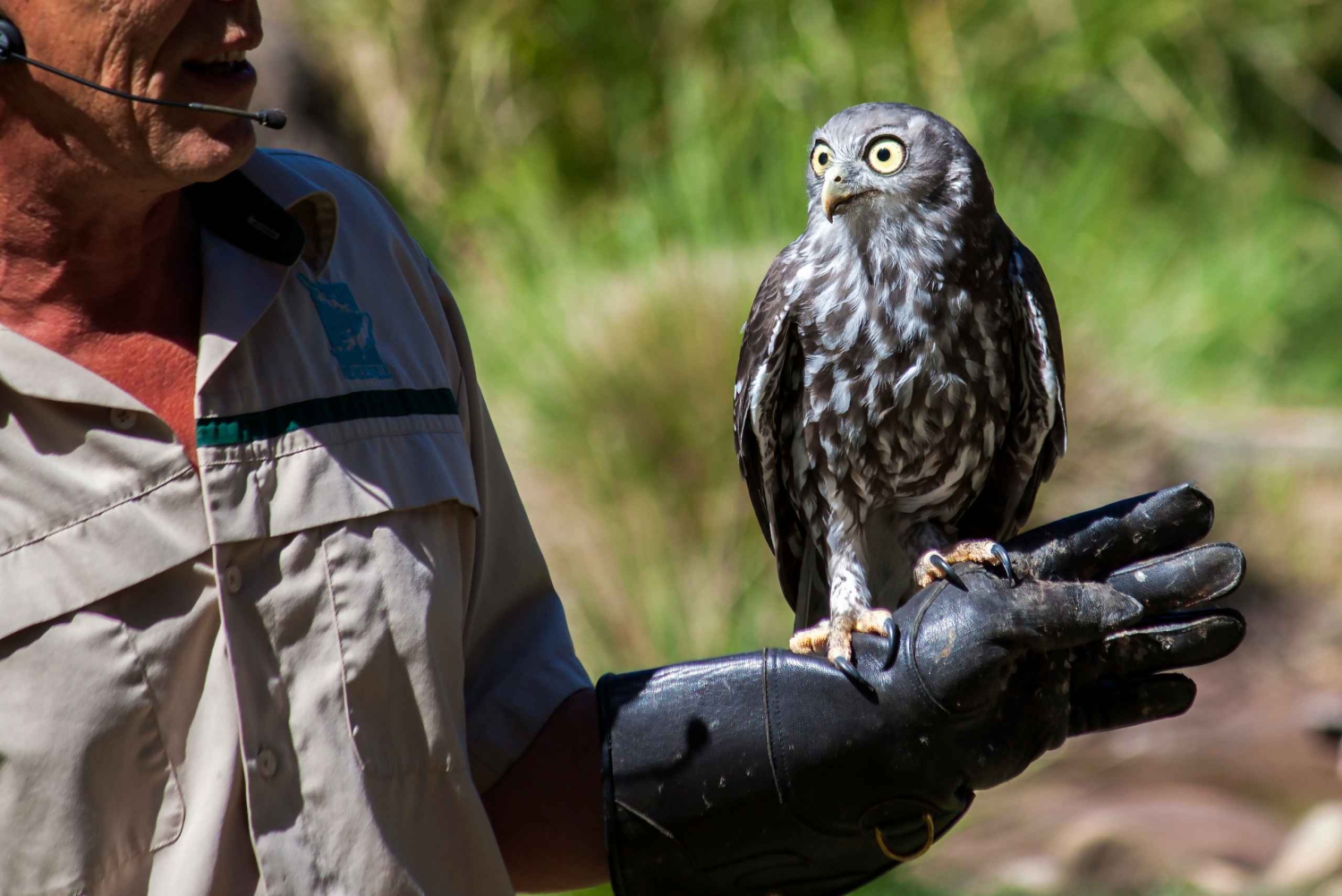 Melbourne: Healesville heiligdom & Phillip Island Tour