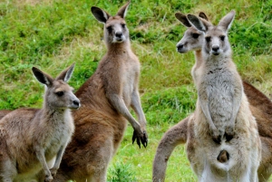 Melbourne: Healesville Sanctuary & Phillip Island Tour