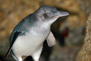 Melbourne: Healesville Sanctuary & Phillip Island Tour