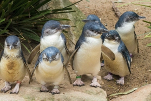 Melbourne: Healesville heiligdom & Phillip Island Tour