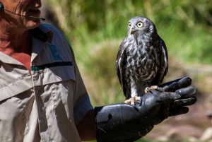 Melbourne: Healesville heiligdom & Phillip Island Tour