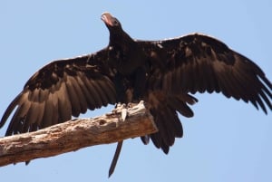 Melbourne: Healesville heiligdom & Phillip Island Tour