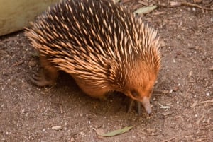 Melbourne: Healesville heiligdom & Phillip Island Tour