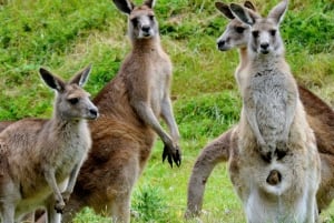 Melbourne: Healesville heiligdom & Phillip Island Tour