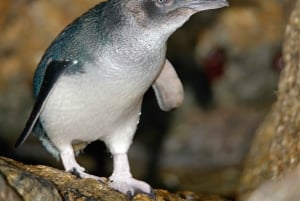 Melbourne: Healesville heiligdom & Phillip Island Tour