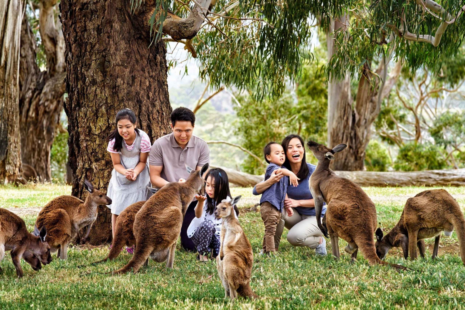 Melbourne Highlights & Aussie Wildlife Express Tour