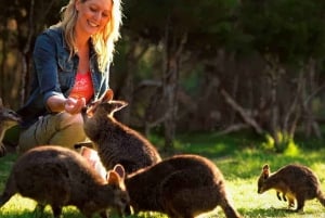 Melbourne Highlights & Aussie Wildlife Express Tour