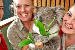 メルボルンのハイライトとオージー ワイルドライフ エクスプレス ツアー