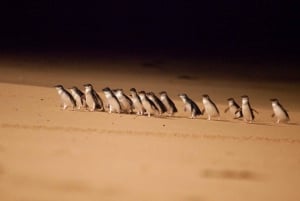 Excursion à Melbourne, au clair de lune et à la journée de la parade des pingouins