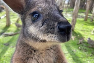 Melbourne Highlights, Mondschein und Pinguinparade Tagestour