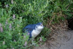 Melbourne Magic: City Discovery and Penguin Parade Tour