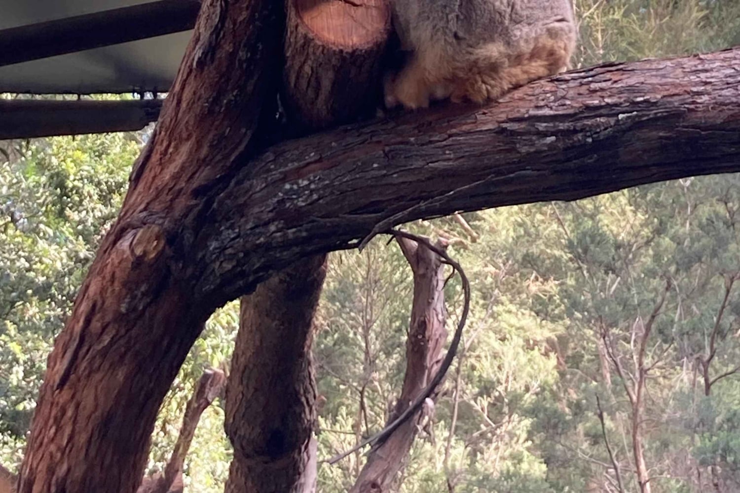 Melbourne: Marysvillen päiväkierros ja Healesvillen villieläinten suojelualue