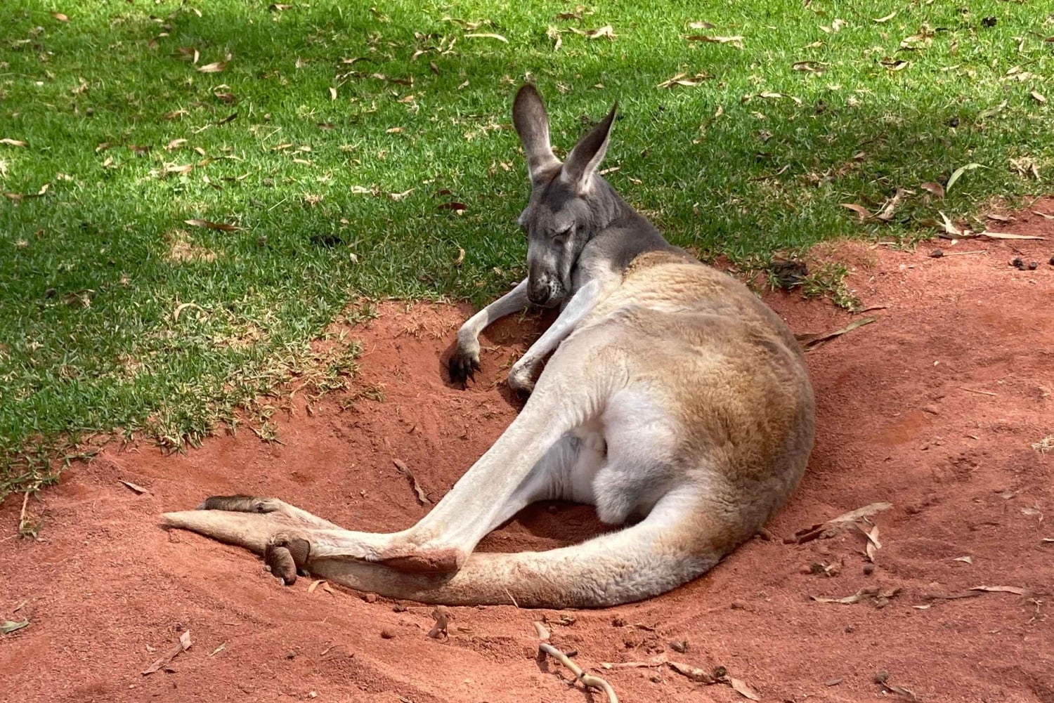Melbourne: Marysvillen päiväkierros ja Healesvillen villieläinten suojelualue